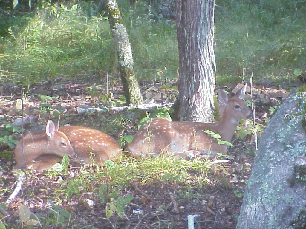 Island wildlife by private log cabin for rent or for sale
